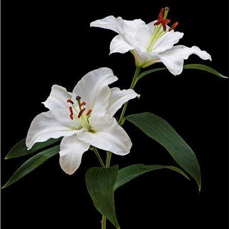 Gentle River Horizon workshop space where corporate flower arrangements are designed and prepared for business delivery